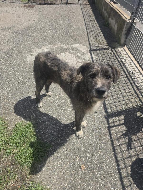 Balto - Maschio - Nato a Marzo 2024 - Meticcio simil Spinone - Taglia: Medio-Grande - Peso: 30 kg  Foto 6